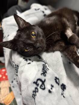 Annie -  Domestic Short Hair Cat for Adoption in Hermitage, Pennsylvania - Annie | PetCurious