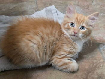 Rescue Domestic Long Hair Cats for Adoption in Rockaway, New Jersey - Brie's Queso KITTEN | PetCurious