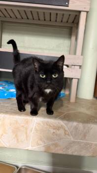Binx -  Domestic Short Hair Cat for Adoption in North East, Maryland - Binx | PetCurious