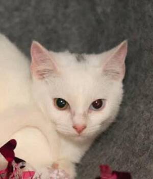 Rescue Turkish Van Cats for Adoption in Houston, Texas - Pearl | PetCurious