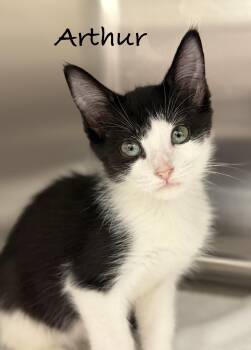 Arthur -  Domestic Short Hair Cat for Adoption in Pawleys Island, South Carolina - Arthur | PetCurious