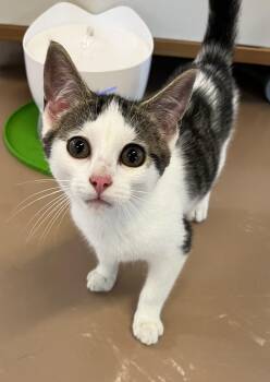 GILBERT (CR-SC) -  Domestic Short Hair Cat for Adoption in Sainte-angèle-de-monnoir, Quebec - GILBERT (CR-SC) | PetCurious