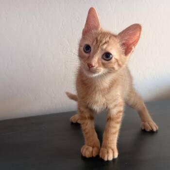 Rocket -  Domestic Short Hair Cat for Adoption in Prescott, Arizona - Rocket | PetCurious