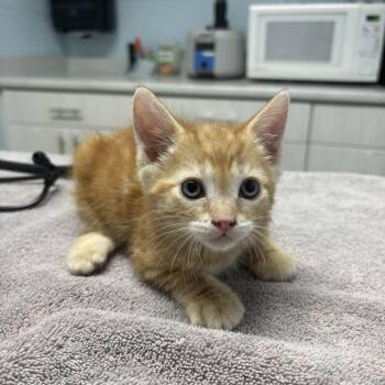 Guava -  Domestic Short Hair Cat for Adoption in Riverside, California - Guava | PetCurious