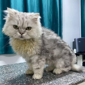 Rescue Persian Cats for Adoption in Brampton, Ontario - Nagy /Survivor | PetCurious