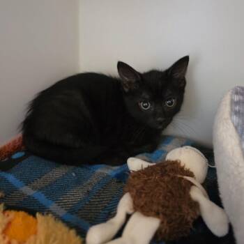 Gargoyle -  Domestic Short Hair Cat for Adoption in Phoenix, Arizona - Gargoyle | PetCurious
