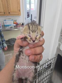 Monsoon -  Domestic Short Hair Cat for Adoption in Glenfield, New York - Monsoon | PetCurious