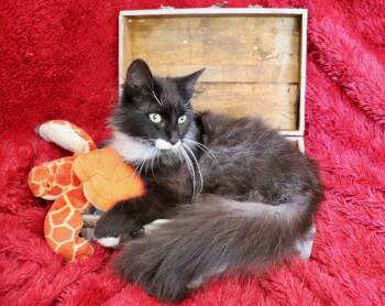 Maine Coon and Domestic Long Hair Cats Available for Adoption in St. Augustine, Florida - Viking | PetCurious