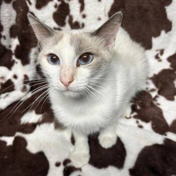 Smore -  Domestic Short Hair Cat for Adoption in Laredo, Texas - Smore | PetCurious