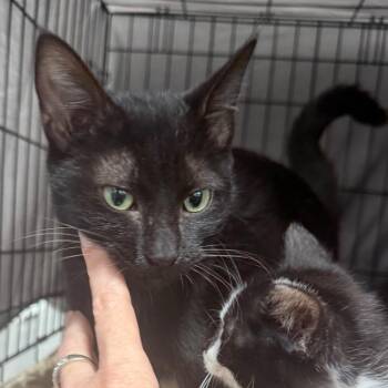 Ruby -  Domestic Short Hair Cat for Adoption in Normal, Illinois - Ruby | PetCurious