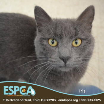 Rescue Domestic Short Hair Cats for Adoption in Enid, Oklahoma - Iris (Stitches/Luna) | PetCurious