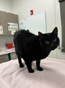 Tippy -  Domestic Short Hair Cat for Adoption in Kansas City, Missouri - Tippy | PetCurious