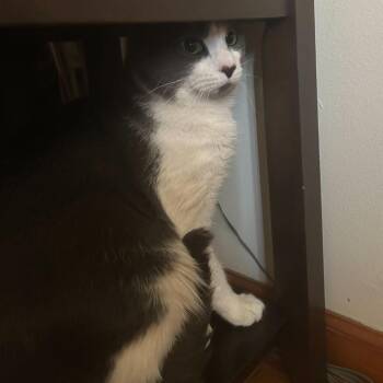 Domestic Short Hair Cats Available for Adoption - Dream (Gino) | PetCurious