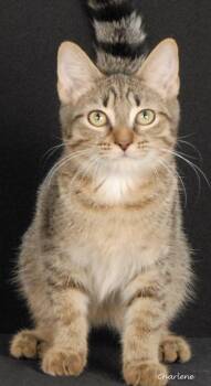 Born to Play -  Tabby and American Shorthair Cat for Adoption in Newland, North Carolina - Born To Play | PetCurious