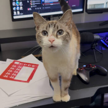 Rescue Siamese and Domestic Short Hair Cats for Adoption in Chattanooga, Tennessee - Isla | PetCurious