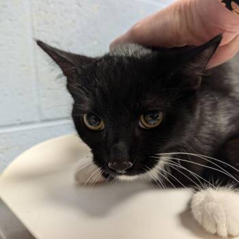 Zorro -  Domestic Short Hair Cat for Adoption in Dekalb, Illinois - Zorro | PetCurious