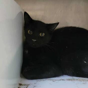 Rescue Domestic Short Hair Cats for Adoption in Eureka Springs, Arkansas - Snorlax | PetCurious