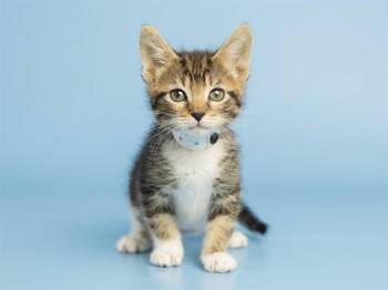 KANGA -  Domestic Medium Hair Cat for Adoption in Phoenix, Arizona - KANGA | PetCurious
