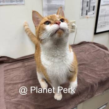 Nemo -  Domestic Short Hair Cat for Adoption in Oshkosh, Wisconsin - Nemo | PetCurious
