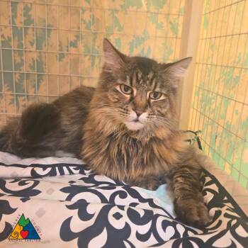 Helena -  Domestic Long Hair Cat for Adoption in Douglas, Wyoming - Helena | PetCurious