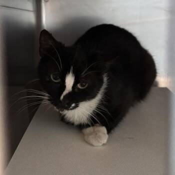 Eve -  Domestic Short Hair Cat for Adoption in Des Moines, Iowa - Eve | PetCurious