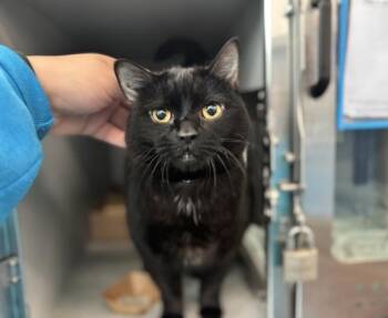 Happy -  Domestic Short Hair Cat for Adoption - Happy | PetCurious