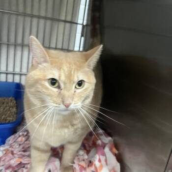 Domestic Medium Hair Cats Available for Adoption - Darcy | PetCurious