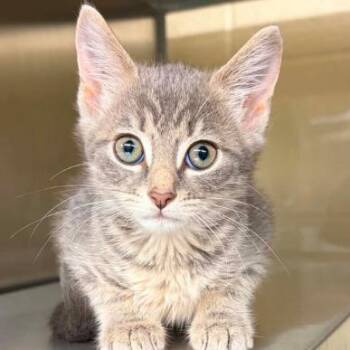 Crossroads -  Domestic Short Hair Cat for Adoption in Concord, North Carolina - Crossroads | PetCurious
