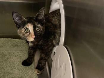 ELLA -  Domestic Short Hair Cat for Adoption in Auburn, California - ELLA | PetCurious