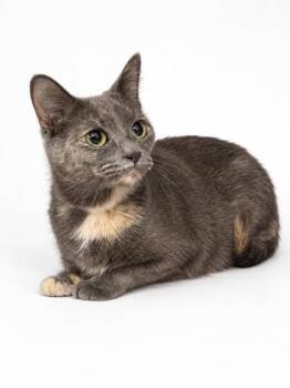 Frida -  Domestic Short Hair Cat for Adoption in Bowling Green, Kentucky - Frida | PetCurious