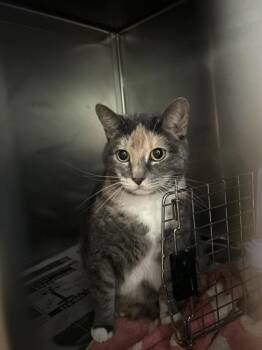 Domestic Short Hair Cats Available for Adoption in Annapolis, Maryland - Zelda | PetCurious