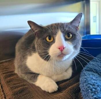 Domestic Short Hair Cats Available for Adoption in Blountville, Tennessee - Megatron | PetCurious