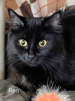 Domestic Medium Hair Cats Available for Adoption in Colfax, Iowa - Ren | PetCurious