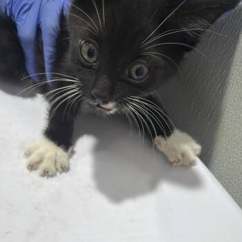 Brink -  Domestic Short Hair Cat for Adoption in Tampa, Florida - Brink | PetCurious