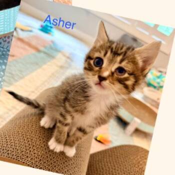 Asher -  Domestic Short Hair Cat for Adoption in Mooresville, North Carolina - Asher | PetCurious