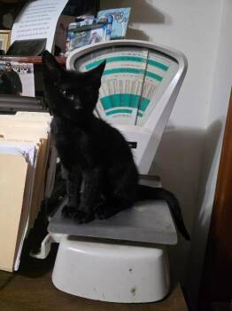 Righty -  Domestic Short Hair Cat for Adoption in Fort Collins, Colorado - Righty | PetCurious
