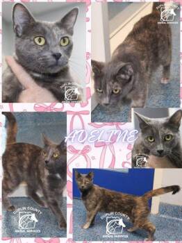 ADELINE -  Domestic Short Hair Cat for Adoption in Kenansville, North Carolina - ADELINE | PetCurious