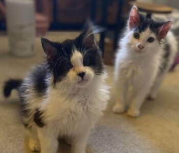 Domestic Medium Hair Cats Available for Adoption - Valentina | PetCurious