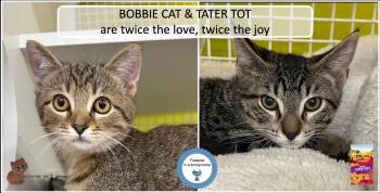 Rescue Tabby Cats for Adoption in Cincinnati, Ohio - Bobbie Cat & Tater Tot | PetCurious