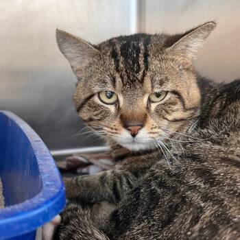 Domestic Short Hair Cats Available for Adoption in Las Vegas, Nevada - Hershey | PetCurious