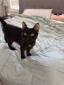 Valia -  Domestic Short Hair Cat for Adoption in Norfolk, Virginia - Valia | PetCurious