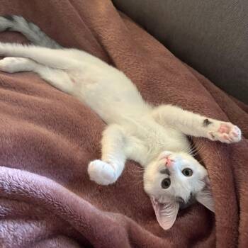Calla -  Domestic Short Hair Cat for Adoption in Falls Church, Virginia - Calla | PetCurious
