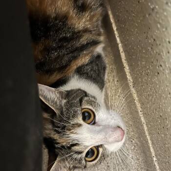 Marilyn -  Domestic Short Hair Cat for Adoption in Pekin, Illinois - Marilyn | PetCurious