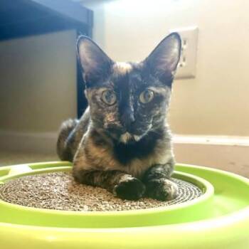 Dragon -  Domestic Short Hair Cat for Adoption in Atlanta, Georgia - Dragon | PetCurious