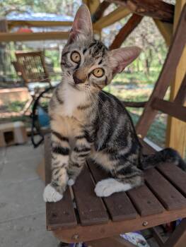 Homerun -  Domestic Short Hair Cat for Adoption in Fischer, Texas - Homerun | PetCurious