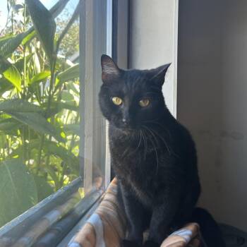 Shadow -  Domestic Short Hair Cat for Adoption in Hendersonville, Tennessee - Shadow | PetCurious