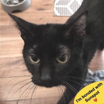 Midnight -  Domestic Short Hair Cat for Adoption in Traverse City, Michigan - Midnight | PetCurious