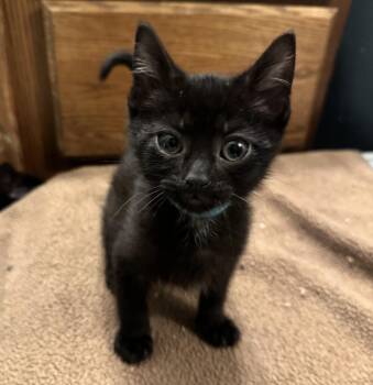 Pudding -  Domestic Short Hair Cat for Adoption in Port Washington, Wisconsin - Pudding | PetCurious