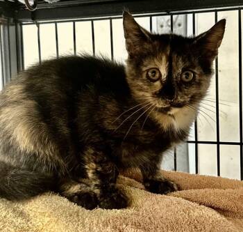 Rescue Domestic Short Hair Cats for Adoption in Cumming, Georgia - Loretta | PetCurious