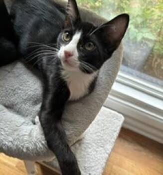 Felix -  Domestic Short Hair Cat for Adoption in Denver, Colorado - Felix | PetCurious